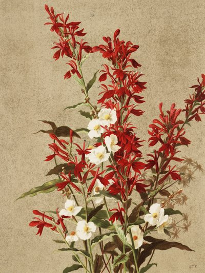 Kardinaalsbloemen door Ellen Thayer Fisher
