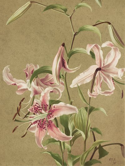 Japanse lelie Door Ellen Thayer Fisher door Ellen Thayer Fisher