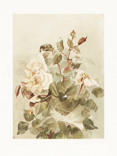 Roze rozen gezien door de ochtenddauw door Ellen Thayer Fisher