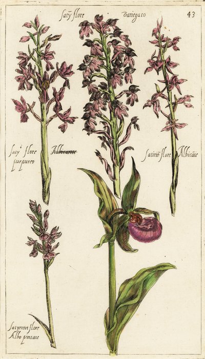 Verschillende soorten Europese orchideeën, vrouwenschoenorchidee, Cypripedium calceolus door Emanuel Sweert
