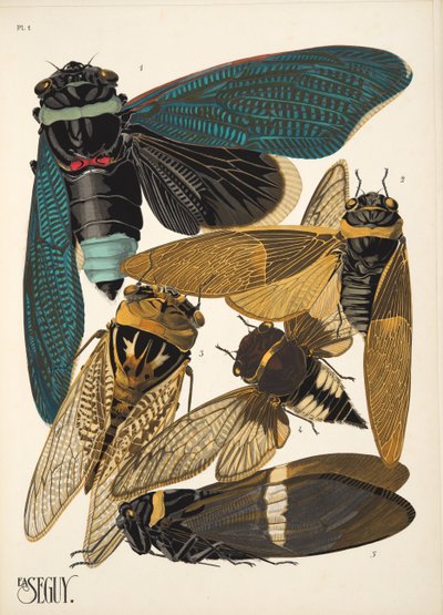 Plaat 1 uit Insectes, pub. 1930