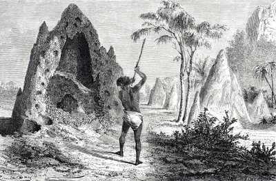Netten van de witte mieren, termieten (gravure) door Emile Antoine Bayard
