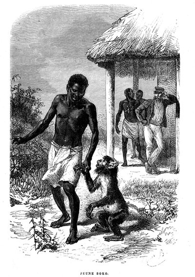 Jonge Soko-aap in Afrika. Gravure door Emile Bayard (1837-1891) ter illustratie van de laatste verhalen van ontdekkingsreiziger David Livingstone door Emile Antoine Bayard