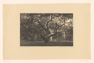 Oude boom door Emilius Wilhelmus Dehé (signed by artist)