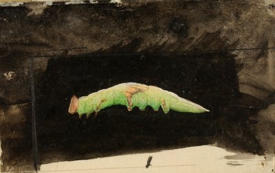 Larger Spotted Beach Leaf Edge Caterpillar, studie voor boek Concealing Coloration in the Animal Kingdom door Emma Beach Thayer