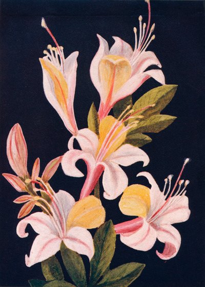 Californische Azalea door Emma Graham Clock