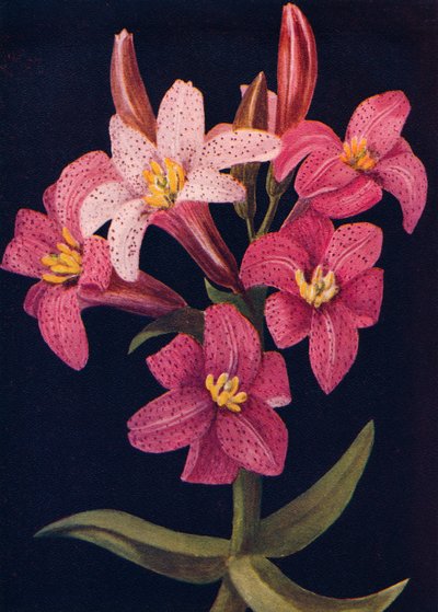 Ruby Lily, circa 1915 door Emma Graham Clock