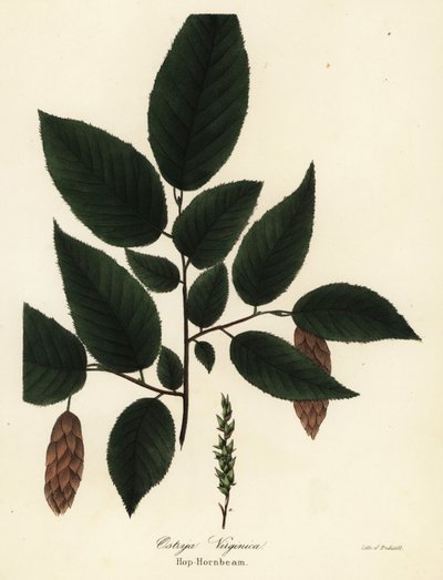 Amerikaanse hopbeuk, Ostrya virginiana door Endicott Endicott