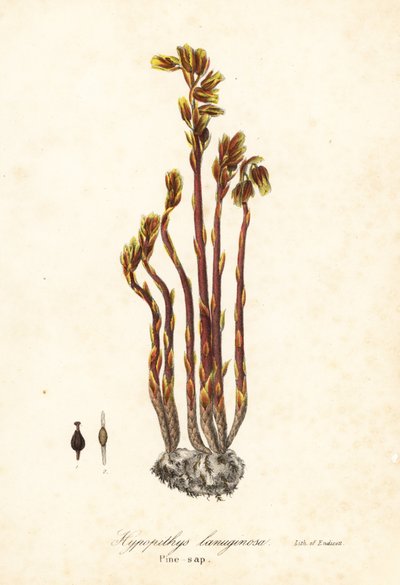 Pijpbloem, valse beukendruppels, dennenappels of gele vogelnest, Monotropa hypopitys door Endicott Endicott
