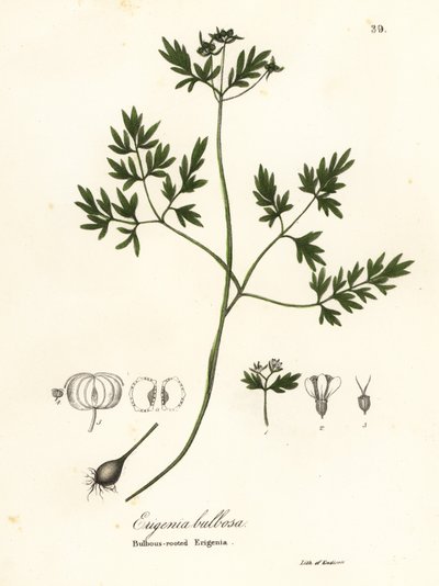 Voorbode van de lente, peper en zout of knolachtige erigenia, Erigenia bulbosa door Endicott Endicott