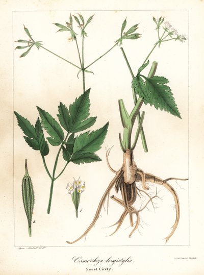 Langgestijlde zoethout, langgestijlde zoetwortel of zoethout, Osmorhiza longistylis door Endicott Endicott