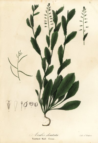 Murbeckiella pinnatifida door Endicott Endicott