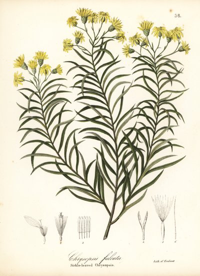 Sikkelblad zijdegras of sikkelbladige gouden aster, Pityopsis falcata door Endicott Endicott