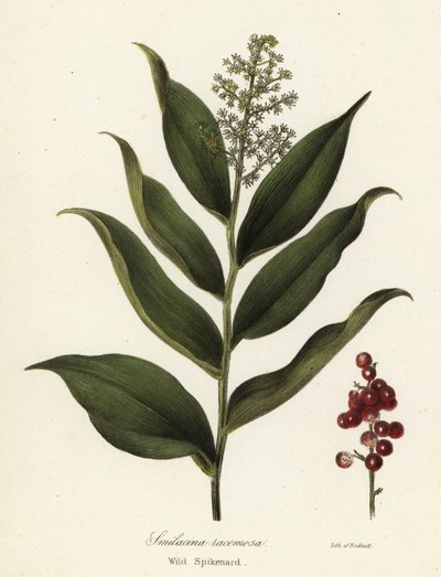 Treacleberry, Maianthemum racemosum door Endicott Endicott