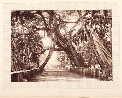 Een Banyanboom, Java door English Photographer