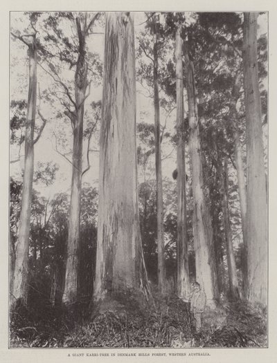 Een Reusachtige Karri-Boom in Denmark Hills Bos, West-Australië door English Photographer