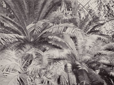 Een groep Cycads in het Palmhuis in Kew door English Photographer