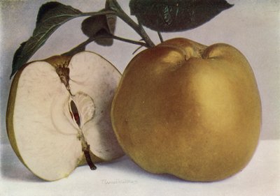 Apple, Lord Derby (kleurenfoto) door English Photographer