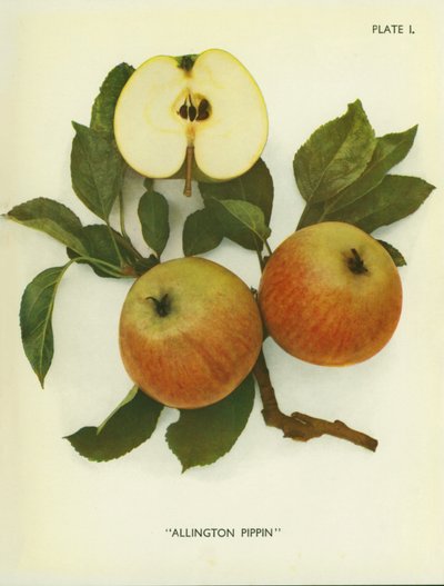 Appels van Engeland: Allington Pippin (kleurenfoto) door English Photographer