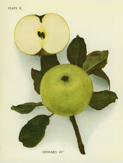 Appels van Engeland: Edward VII (kleurenfoto) door English Photographer