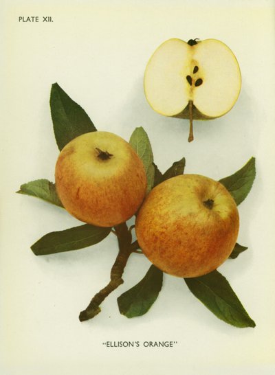 Appels van Engeland: Ellison