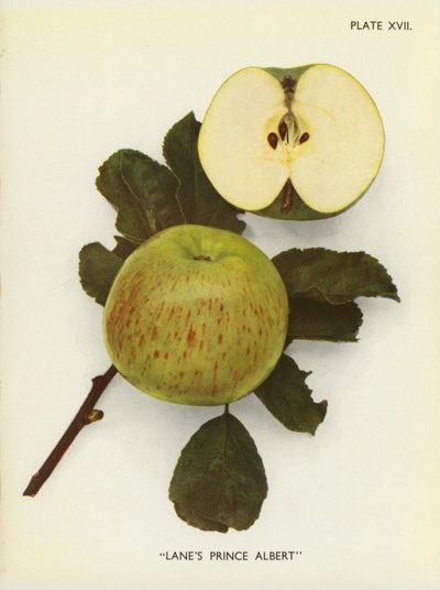 Appels van Engeland: Lane