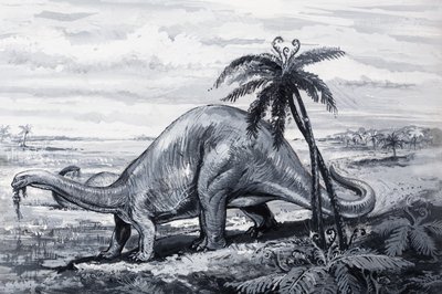Brontosaurus door English Photographer