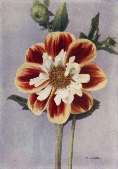 Collerette Dahlia, Gallia (kleurenfoto) door English Photographer