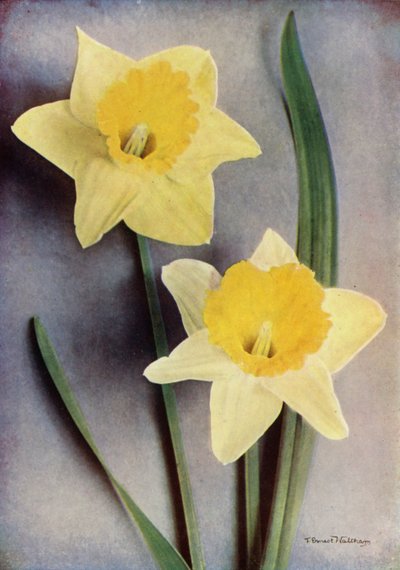 Narcis (kleurenfoto) door English Photographer