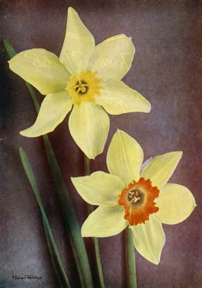 Narcis (kleurenfoto) door English Photographer