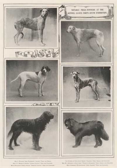 Opmerkelijke prijswinnaars op de zesenveertigste tentoonstelling van de Kennel Club door English Photographer