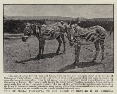 Paar zebra