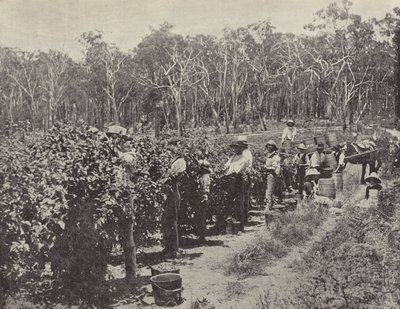 Frambozenplukkers aan het werk, Wandin Yallock door English Photographer