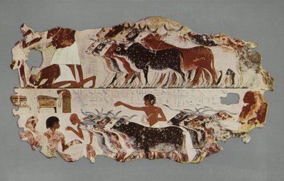 Scène die het drijven van een grote kudde vee voor inventarisatiedoeleinden op een Egyptische boerderij voorstelt door English Photographer