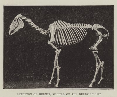 Skelet van Hermit, Winnaar van de Derby in 1867 door English Photographer