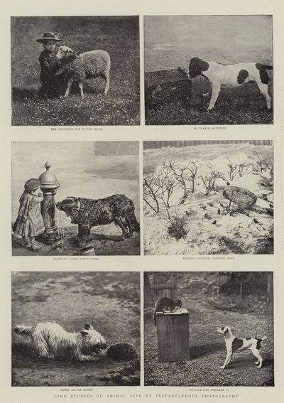 Enkele studies van dierenleven door middel van momentopnamen door English Photographer