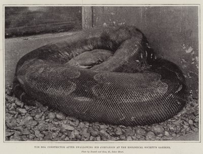De boa constrictor na het inslikken van zijn metgezel in de tuinen van de Zoological Society door English Photographer