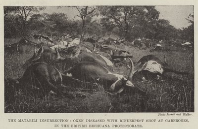 De Matabili-opstand, met runderpest besmette ossen neergeschoten in Gaberones, in het Britse Bechuana Protectoraat door English Photographer
