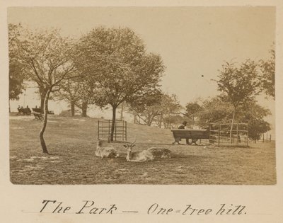 Het Park - One Tree Hill, Greenwich door English Photographer
