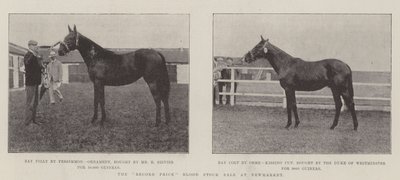 De recordprijs bloedstockverkoop in Newmarket door English Photographer