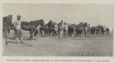 De Transvaal-crisis, paarden gebracht voor distributie aan de troopers van de colonne door English Photographer