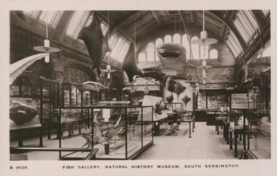 Het Victoria en Albert Museum, South Kensington, Londen, visgalerij door English Photographer