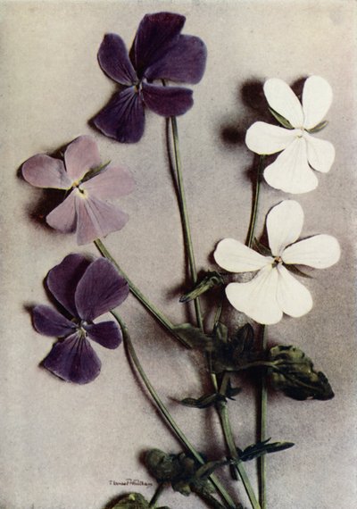 Drie variëteiten van Viola Cornuta (kleurenfoto) door English Photographer