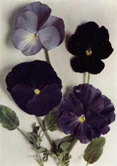 Viola