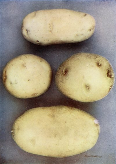 Witte aardappelen (kleurenfoto) door English Photographer