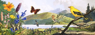 Wilde dieren in Midden-Europa, illustratie uit 