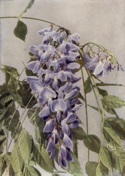 Wistaria Chinensis (kleurenfoto) door English Photographer
