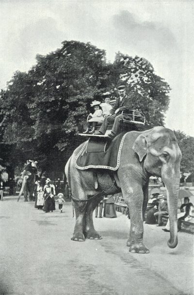 Dierentuin, kinderen rijden op de olifanten door English Photographer