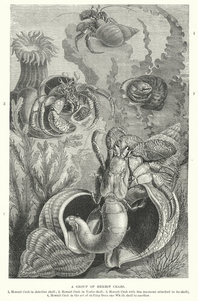 Groep heremietkreeften (gravure) door English School