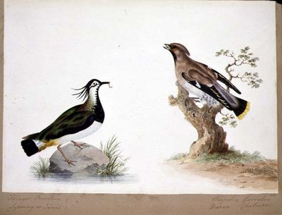 Een kievit en een pestvogel door English School